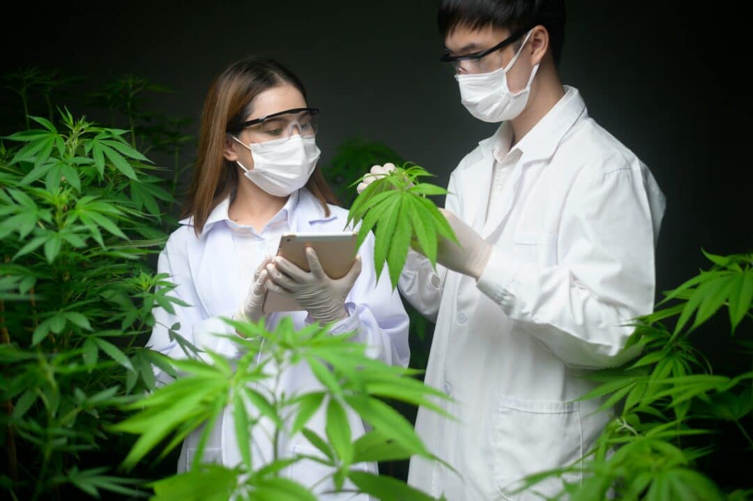 Cannabis Rezept