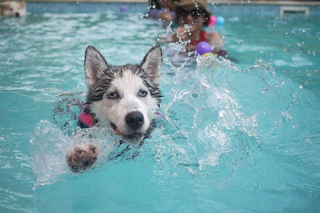 husky v bazéně