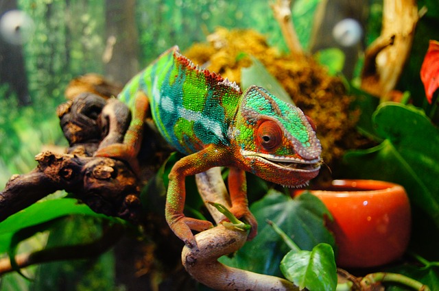chameleon na větvičce